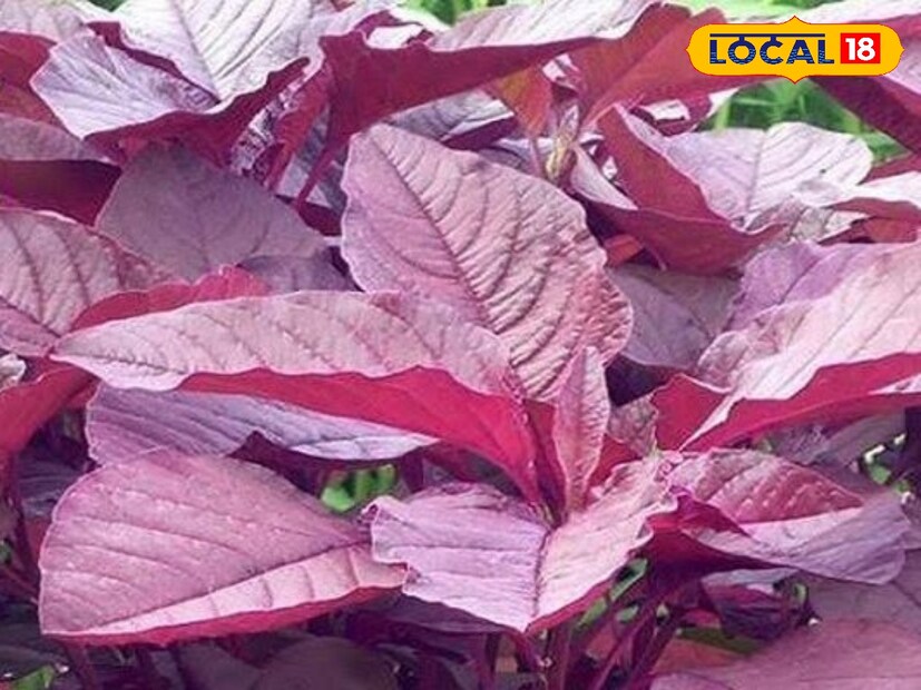 শাকের রং লাল হওয়ার কারণ হল তার মধ্যে থাকা অ্যান্থোকাইনিন নামক একটি প্রাকৃতিক রঙের উপাদান। এই অ্যান্থোকাইনিন পিগমেন্ট শাকের পাতায় লাল রং তৈরি করে।
