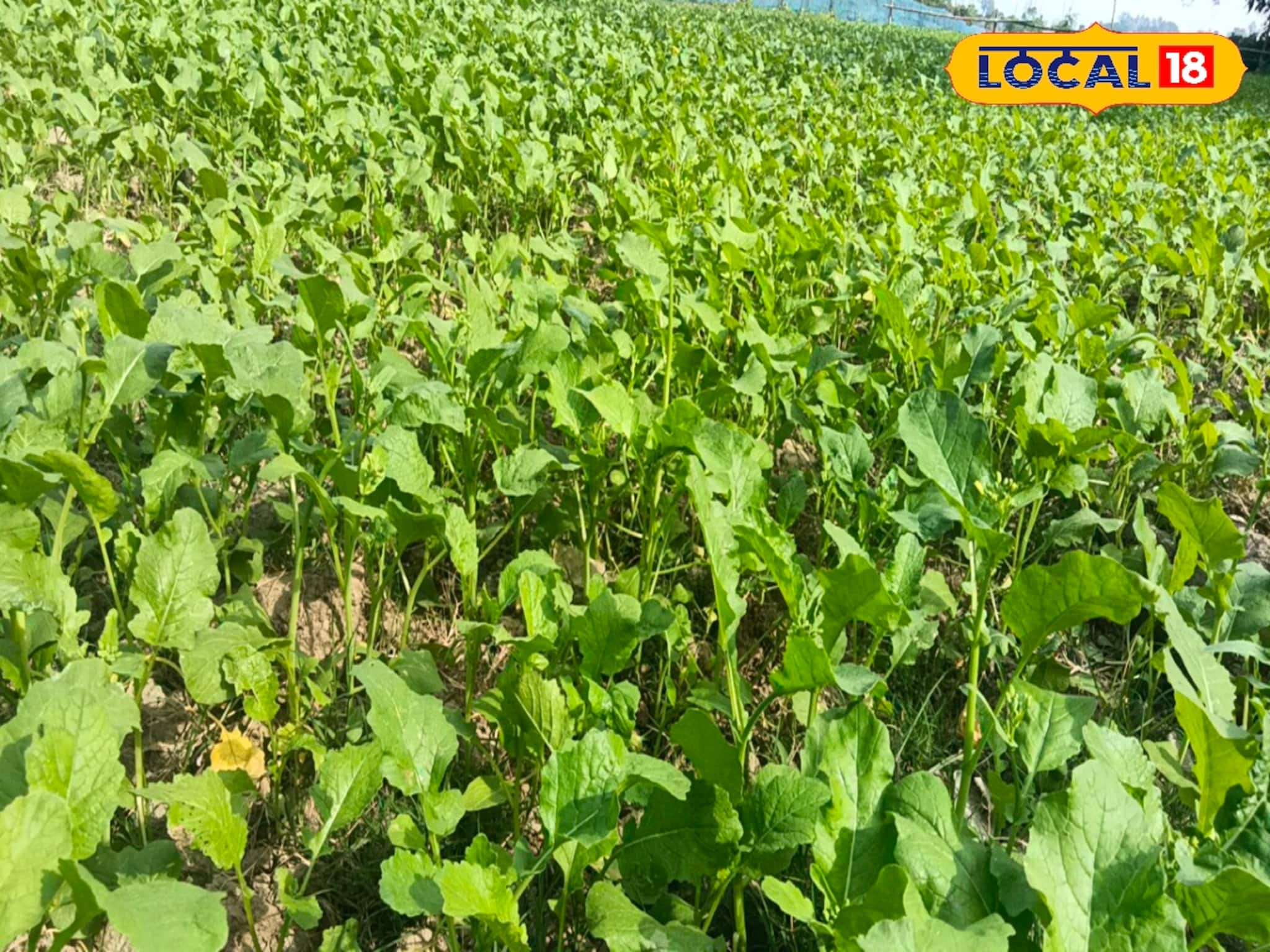 সর্ষের ফলন হবে দ্বিগুনের বেশি! শুধু মাত্র এই পদ্ধতিতে প্রয়োগ করুন সার