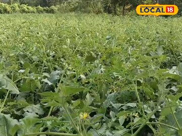  টমেটো