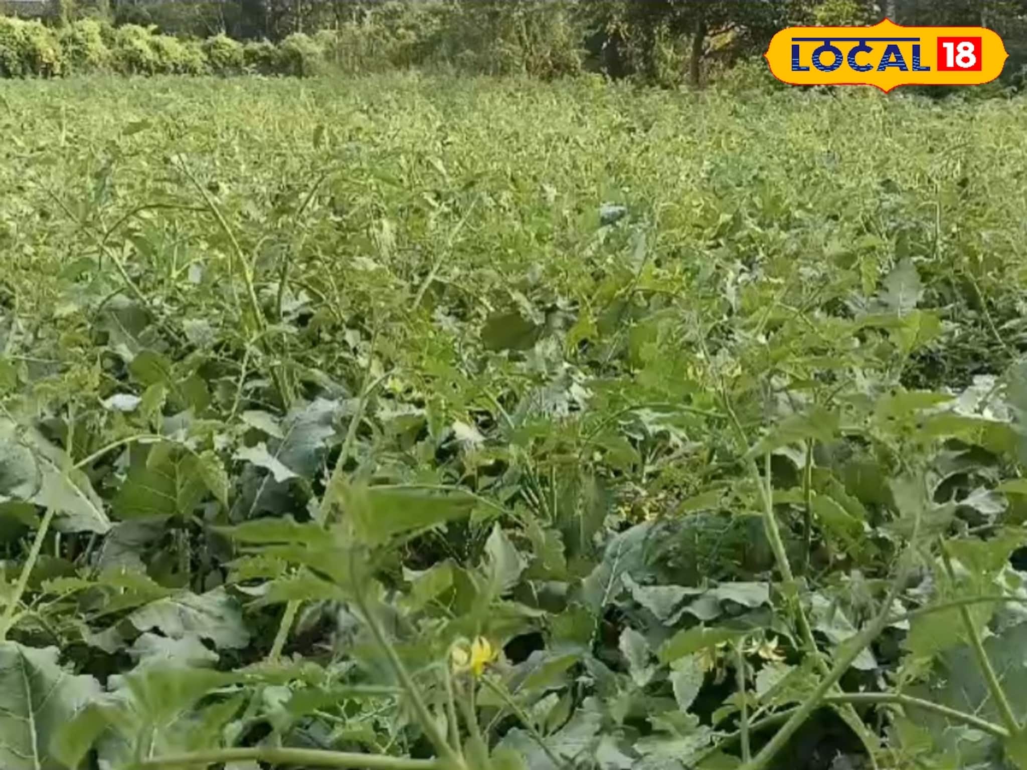 Tomato Cultivation: শীতকালীন টম্যাটো চাষে বিপ্লব ঘটাচ্ছেন সুন্দরবন এলাকার কৃষকরা