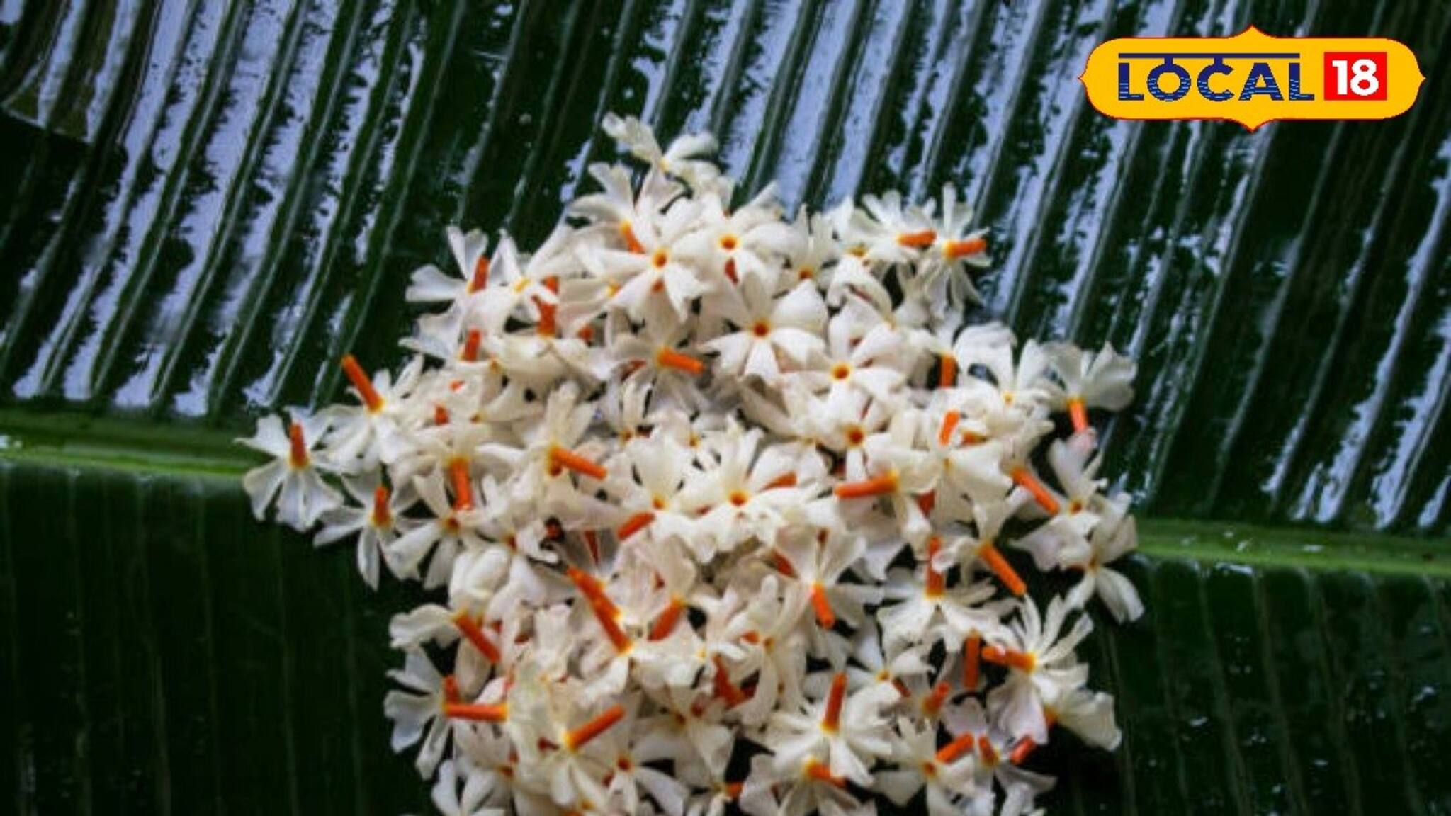 বাতের ব্যথা? রক্তের প্লেটলেট কমছে? অবসাদ? জটিল রোগে দূর হবে এই গাছের ফুল ও পাতায়