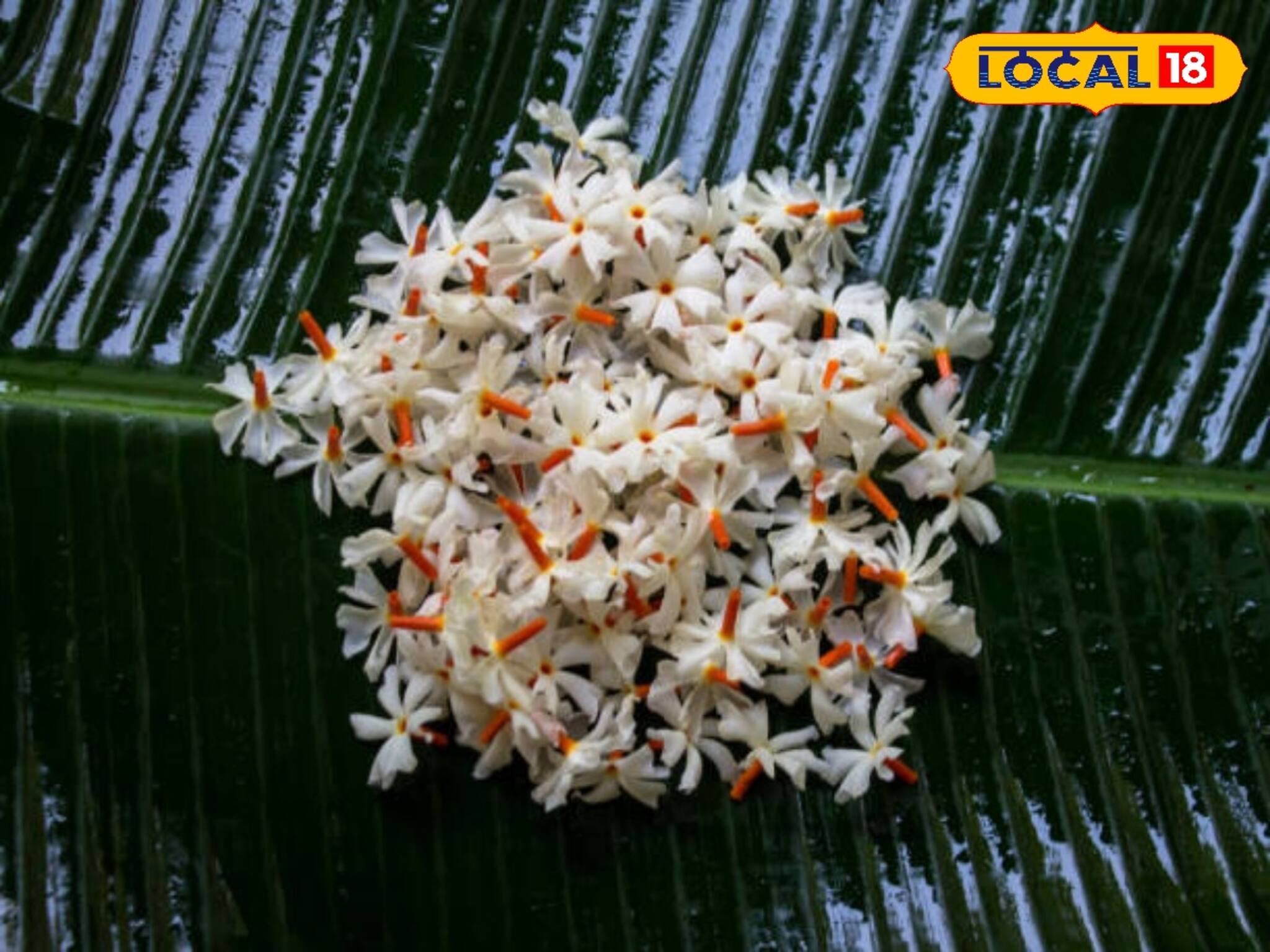 বাতের ব্যথা? রক্তের প্লেটলেট কমছে? অবসাদ? জটিল রোগে দূর হবে এই গাছের ফুল ও পাতায়