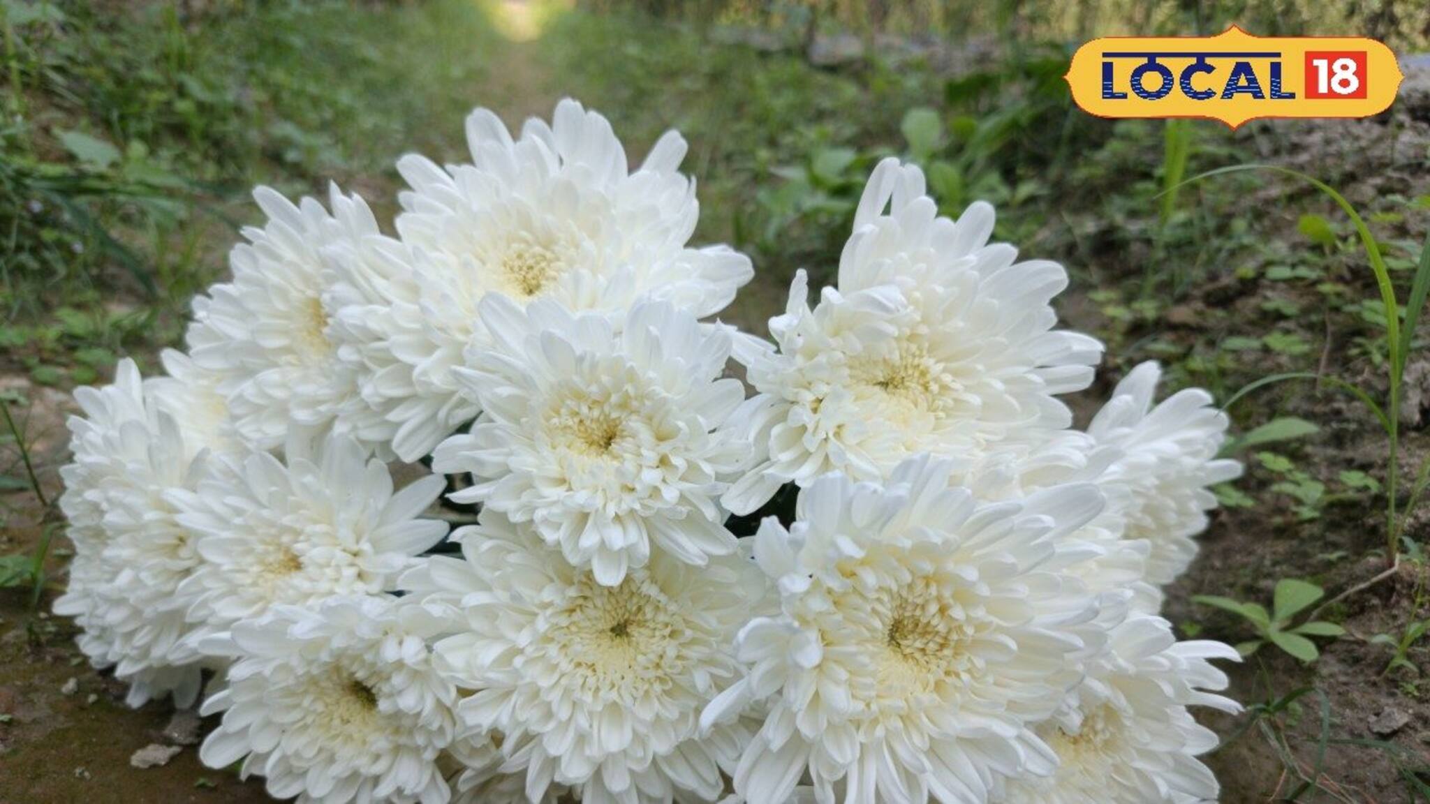 ব্য়বসায় লোকসানের কথা ভুলে যান, ফুলের গাছ লাগিয়েই আসবে প্রচুর টাকা