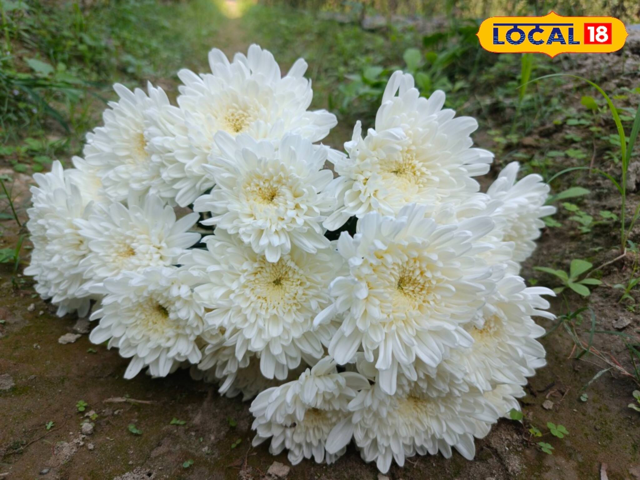 ব্য়বসায় লোকসানের কথা ভুলে যান, ফুলের গাছ লাগিয়েই আসবে প্রচুর টাকা