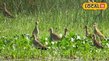 পরিযায়ী