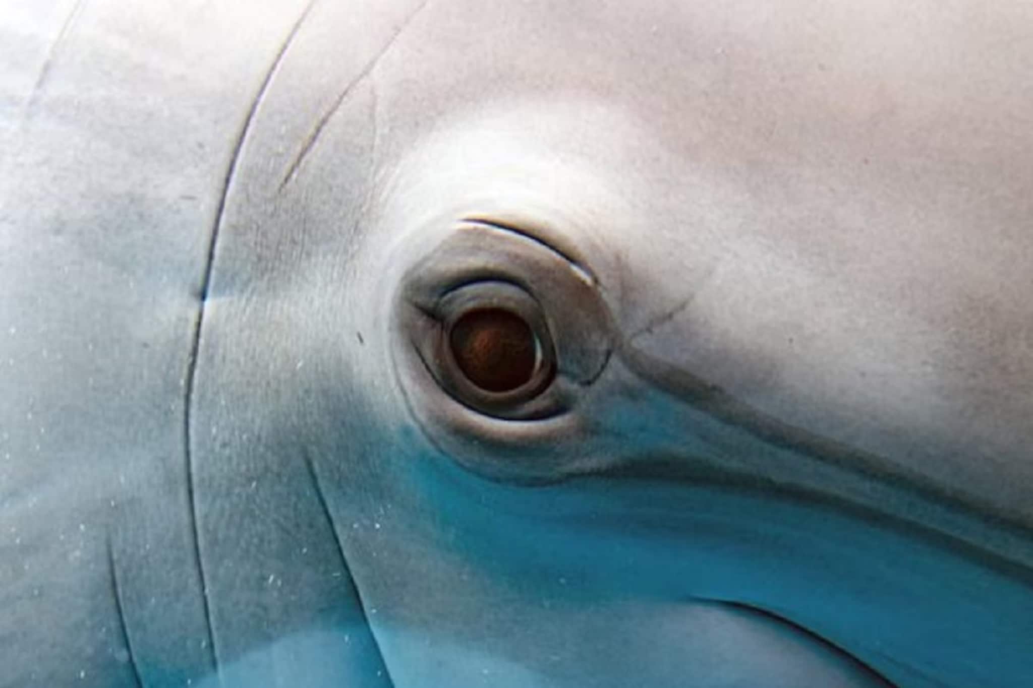 মানুষের পরই সবচেয়ে বুদ্ধিমান প্রাণী কে জানেন? মিলে গেল প্রমাণ! নামটি শুনে চমকে উঠবেনই