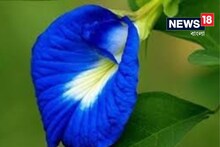 থলথলে চর্বি গলাতে চান? এই ফুল থেকে তৈরি চা খান, বিপি-সুগারও বেয়াদপি করবে না!