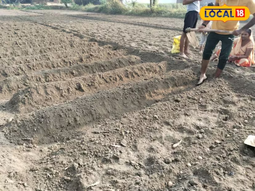 আলু চাষের জন্য আদর্শ তাপমাত্রা ১৫-২৫ ডিগ্রি সেলসিয়াস হওয়া উচিত এবং অঙ্কুরোদগমের জন্য ২৫ ডিগ্রি সেলসিয়াস তাপমাত্রা প্রয়োজন।