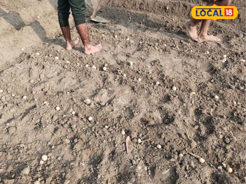 কৃষি বিজ্ঞান কেন্দ্র সুলতানপুরের প্রধান কৃষি বিজ্ঞানী ড. জে.বি. সিং জানান, আলু চাষের জন্য উপযুক্ত আবহাওয়া হলো মাঝারি ঠাণ্ডা ও ছোট দিন। অক্টোবর থেকে মার্চ পর্যন্ত রাতের সময় দীর্ঘ এবং দিনের সময় ছোট হওয়া আলু তৈরির জন্য উপযুক্ত সময়।