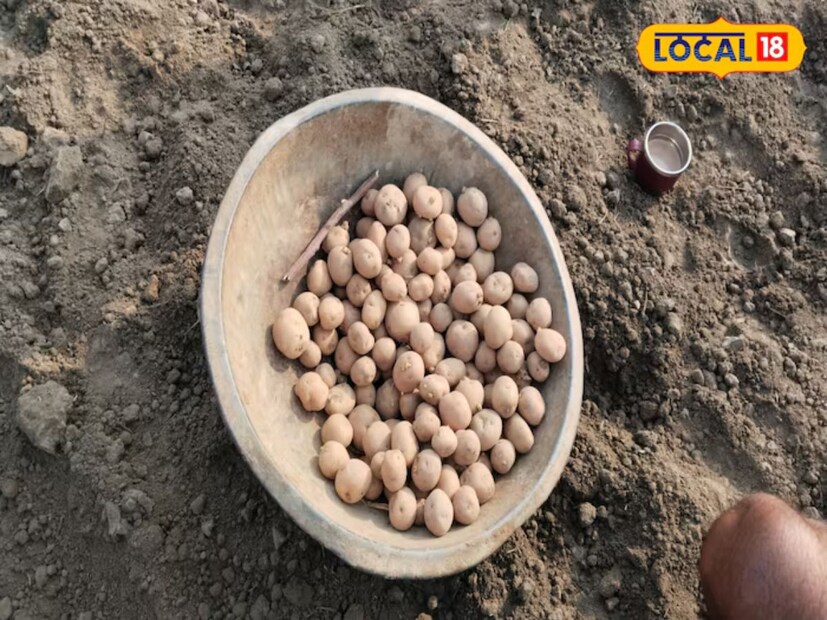 সুলতানপুর জেলার খরিফ ফসল এখন কাটার জন্য প্রস্তুত, এবং রবি ফসলের জন্য বীজ বপন করা হচ্ছে, যার মধ্যে আলু একটি গুরুত্বপূর্ণ ফসল। আলু চাষে সঠিক ফলন পেতে কিছু নিয়ম মেনে চলা অত্যন্ত গুরুত্বপূর্ণ। এক্ষেত্রে, আলু বপনের সময় আলুর দুটি বীজের মধ্যে সঠিক দূরত্ব কত হওয়া উচিত, তা জানা প্রয়োজন। আসুন, জানি আলু বোনার সঠিক পদ্ধতি এবং ফসলের উচ্চ ফলন নিশ্চিত করতে কীভাবে বীজের দূরত্ব রাখা উচিত।