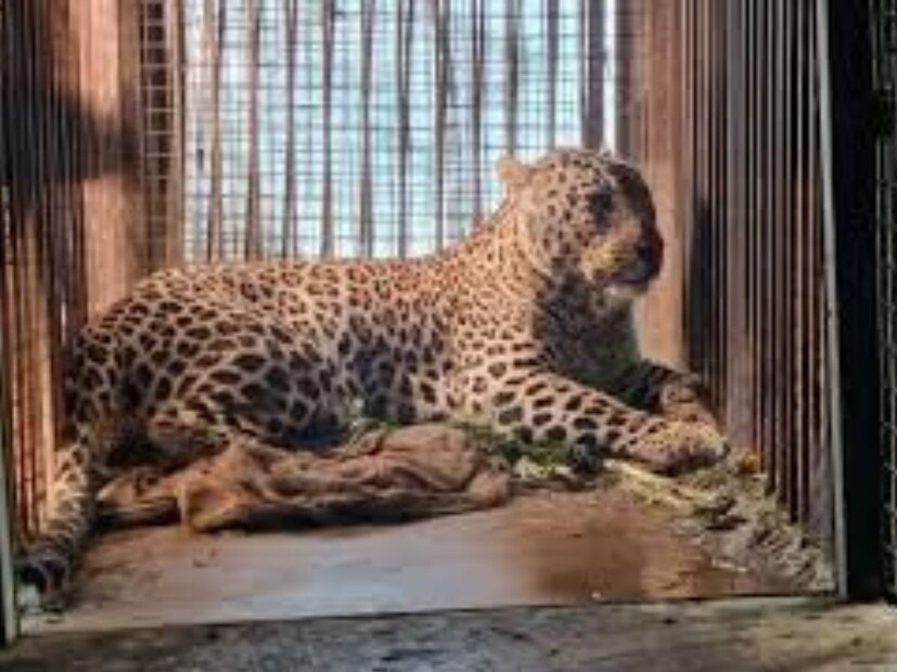 যখন বিপজ্জনক প্রাণীদের কথা বলা হয়, তখন সাধারণত আমরা সিংহ, চিতাবাঘ, সাপ, কুমির, হাতি ইত্যাদি প্রাণীকে বিপজ্জনক মনে করি। কিন্তু, ছোট্ট একটা পোকা বা বড় কোনও প্রাণীও মানুষের ক্ষতি করতে পারে যদি সেটি আক্রমণ করে। হাতির মতো বিশাল প্রাণীও তার শুঁড় বা ওজন ব্যবহার করে মানুষের প্রাণ নিতে পারে। তবে, সবচেয়ে বিপজ্জনক প্রাণী কে এবং তারা কতজন মানুষের প্রাণ নিয়েছে, তা নির্ধারণ করা কেমন হবে? এই প্রশ্নের উত্তর হাউ স্টাফ ওয়ার্কস ওয়েবসাইট দিয়েছে। তারা চারটি ভিন্ন ভিন্ন মানদণ্ডে বিপজ্জনক প্রাণীদের তালিকা প্রকাশ করেছে।