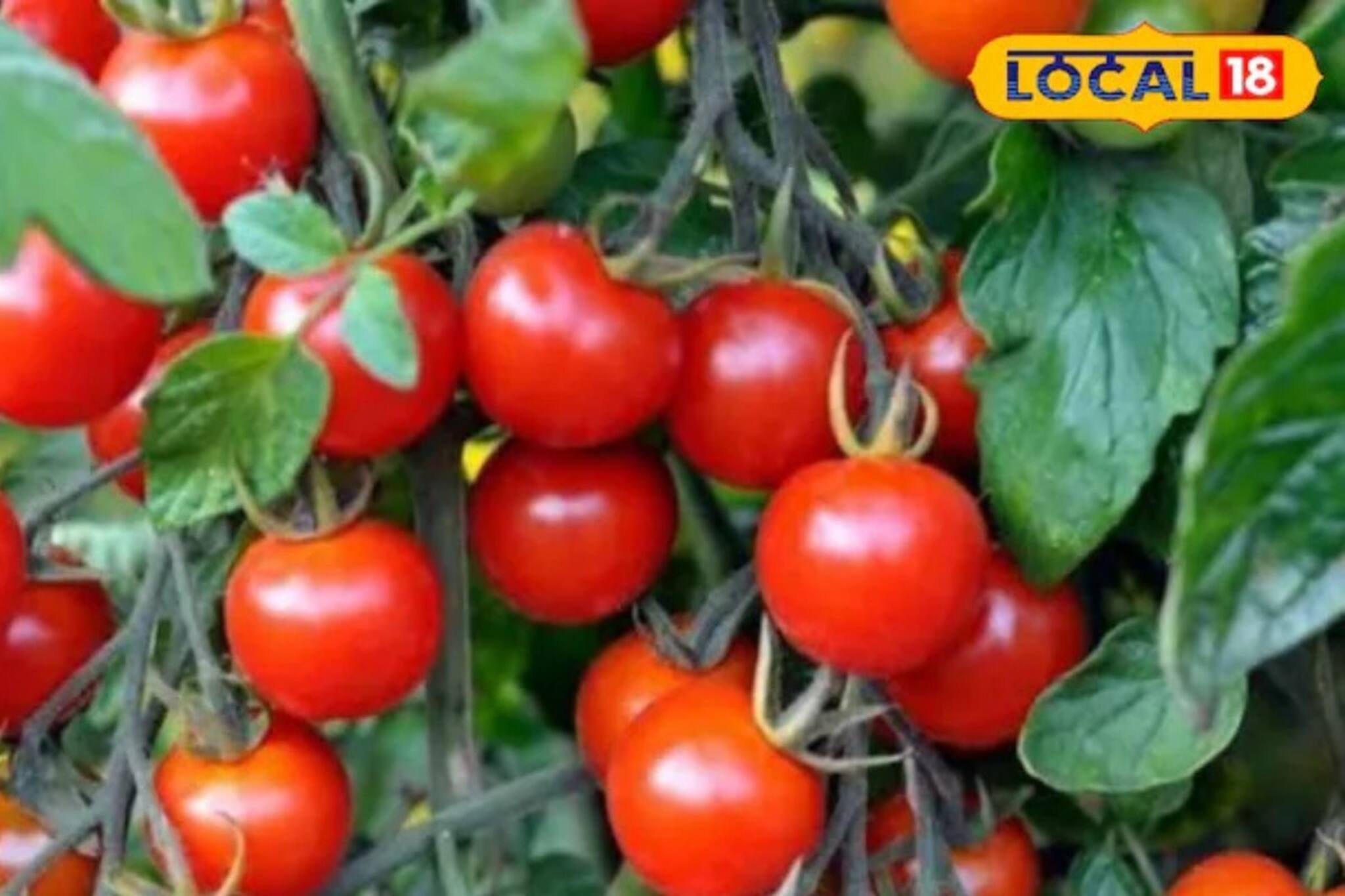 টমেটো চাষে ব্যবহার করুন এই চুন, ফলন বাড়বে, গাছে ঝুলে পড়বে টমেটো