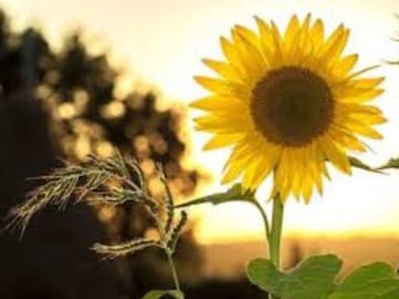 সূর্যমুখী তেল না কি সর্ষের তেল? কোনটি স্বাস্থ্যের জন্য বেশি উপকারী জানুন সূর্যমুখী তেল না কি সর্ষের তেল? কোনটি স্বাস্থ্যের জন্য বেশি উপকারী জানুন