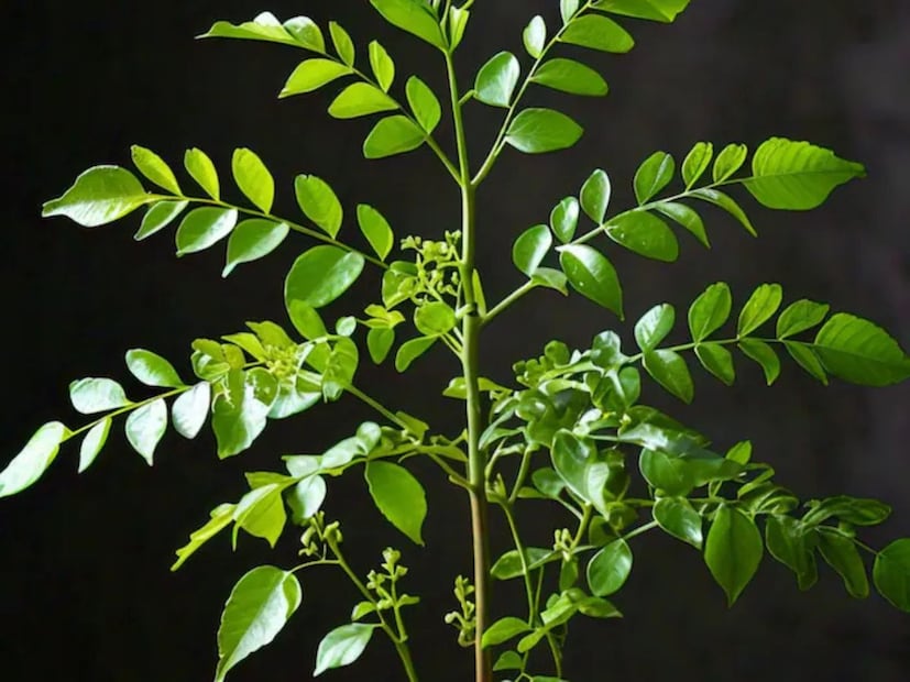 রোগ প্রতিরোধ ক্ষমতা বাড়ায়: কারি পাতায় প্রচুর পরিমাণে ভিটামিন সি উপাদান রোগ প্রতিরোধ ক্ষমতা বাড়াতে সাহায্য করে, যা শরীরকে সংক্রমণ ও রোগ প্রতিরোধী করে তোলে। 