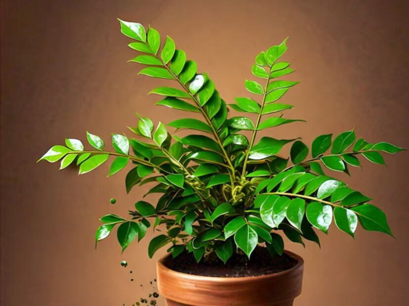 দৃষ্টিশক্তি উন্নত করে: নিয়মিত কারি পাতা খেলে দৃষ্টিশক্তি উন্নত হয়।