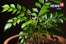 স্বাদ ও স্বাস্থ্যগুণে ভরপুর এই পাতা, দমাবে কোলেস্টেরলকে, ত্বককে করবে উজ্জ্বল!