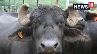 রিলস দেখেই হারানো মোষকে ফিরে পেলেন কৃষক! বিস্তারিত জানুন রিলস দেখেই হারানো মোষকে ফিরে পেলেন কৃষক! বিস্তারিত জানুন