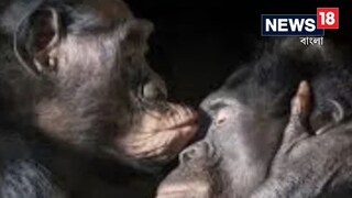 মানুষের মতোই চুমু খায় কোন প্রাণীরা? উত্তর জানলে চমকে যাবেন!