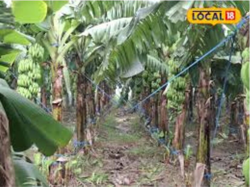 কলার চাষের প্রক্রিয়া কলার চাষ করা বেশ সহজ। প্রথমে মাঠের মাটি চাষ করে সমতল করা হয়, তারপর ৪-৫ ফুট ব্যবধানে গর্ত খোঁড়া হয় এবং সেখানে কলার গাছ লাগানো হয়।