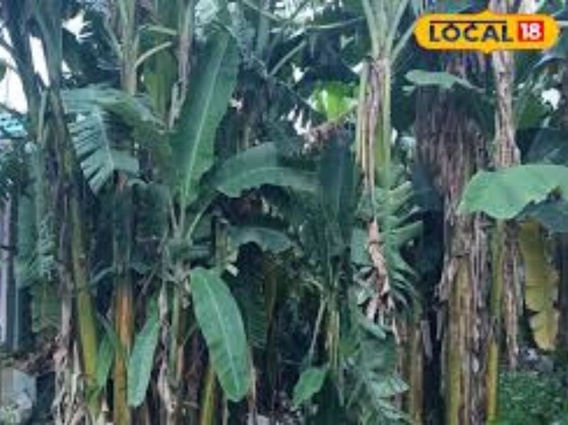 এক বিঘে চাষের খরচ প্রায় ২০-২২ হাজার টাকা এবং মুনাফা ৩ থেকে ৪ লাখ টাকা পর্যন্ত হয়। তিনি ‘জি-৯’ জাতের কলা চাষ করেছেন, যার উৎপাদন বেশি এবং আকারে বড় ও স্বাদে মিষ্টি হয়, যার কারণে বাজারে এর চাহিদা বেশি।