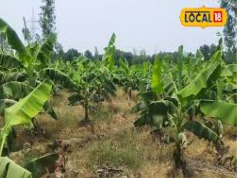কলার চাষে পরিবর্তন থেকে মুনাফা আমরেশ যাদব লোকাল 18-এর সঙ্গে কথোপকথনে জানান, আগে তিনি ধান, গম এবং সরষের মতো ফসলের চাষ করতেন, কিন্তু সেগুলো থেকে তেমন লাভ হতো না। এখন তিনি কলার চাষ শুরু করেছেন।