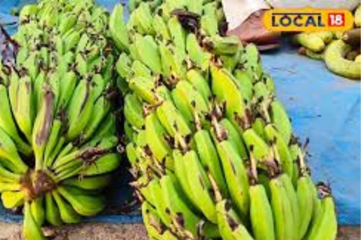 Banana Farming: শীতেই শুরু করুন এই কলা চাষ! সারাবছর হবে মোটা টাকা রোজগার Banana Farming: শীতেই শুরু করুন এই কলা চাষ! সারাবছর হবে মোটা টাকা রোজগার
