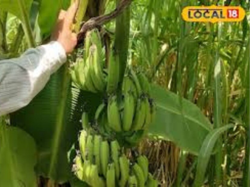 ভারতে সারা বছর কলার চাহিদা থাকে, যার ফলে কৃষকরা এই ফসলের প্রতি আগ্রহী হচ্ছেন এবং ভালো মুনাফা অর্জন করছেন।
