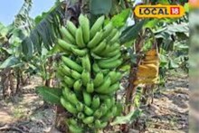 কম খরচে দারুণ লাভ! এই ফলের চাষ করলে দ্রুত মালামাল হয়ে উঠবেন আপনি