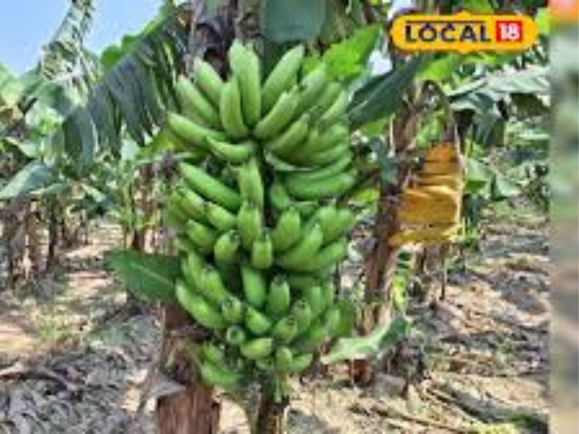 বর্তমানে কলার চাষ কৃষকদের জন্য লাভজনক প্রমাণিত হচ্ছে, কারণ এটি একটি প্রধান অর্থকরী ফসল যা কম খরচে বেশি মুনাফা দেয়। একবার কলার চাষ শুরু করার পর, পরবর্তী পাঁচ বছর ধরে ভালো উৎপাদন পাওয়া যেতে পারে।
