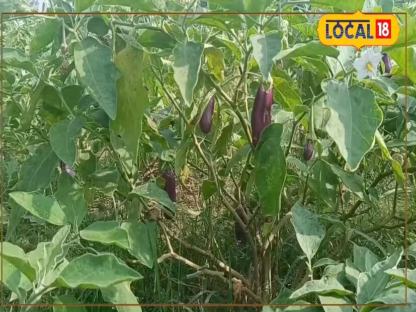 তবে এই চাষে ক্ষতির আশঙ্কাও থাকে। কৃষক জানান, বেগুনে পোকামাকড় লেগে ফসল ক্ষতিগ্রস্ত হয়, তাই সেই থেকে রক্ষা পাওয়ার জন্য নিমের খল, পটাশ, সার দেওয়া হয়।