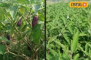 পড়াশোনা করে মেলেনি সরকারি চাকরি, এই কাজ করেই লাখ লাখ টাকা কামাচ্ছেন যুবক!