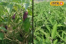 পড়াশোনা করে মেলেনি সরকারি চাকরি, এই কাজ করেই লাখ লাখ টাকা কামাচ্ছেন যুবক!