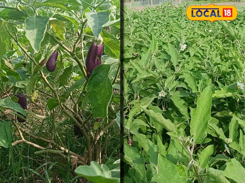 রবি মেহতা জানান, গ্র্যাজুয়েশন সম্পন্ন করার পর বিভিন্ন প্রতিযোগিতামূলক পরীক্ষায় অংশ নিয়েছিলেন, কিন্তু চাকরি না পাওয়ার পর বাড়ির দায়িত্ব বৃদ্ধি পাওয়ায় তাকে কৃষিকাজ শুরু করতে হয়।