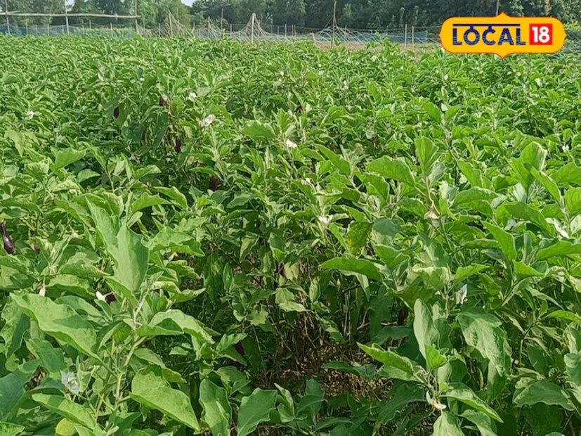 উল্লেখযোগ্য যে, কৃষকদের কাছ থেকে বড় পরিসরে সবজি কিনতে পাটনা এবং ঝারখণ্ড থেকে বড় ব্যবসায়ীরা আসেন। আম্বার সবজি অরঙ্গাবাদ, রোহতাস, পাটনা, হরিহরগঞ্জ, ডালটনগঞ্জ এবং গড়বা পর্যন্ত সরবরাহ করা হয়।