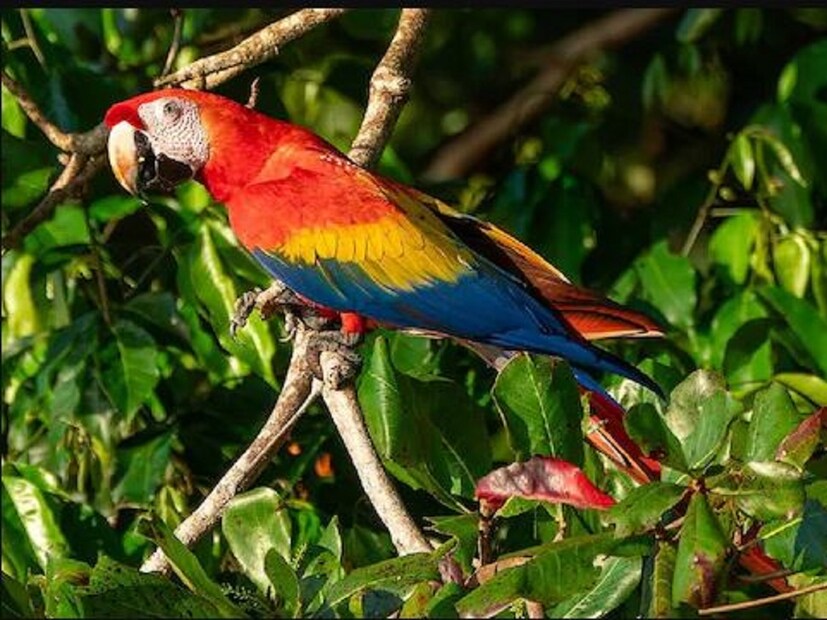 এই পাখিটির নাম হল স্কার্লেট ম্যাকাও, যা লাল ম্যাকাও হিসেবে পরিচিত৷ শরীরে রামধনুর সাত রংয়ের পালক থাকা অপূর্ব সুন্দর দেখতে এই পাখি কিন্তু খুবই বিশ্বস্ত এবং সহজে পোষ মানে৷ কিন্তু নিজেদের সন্তানের মধ্যেই ভেদাভেদ করে তারা৷
