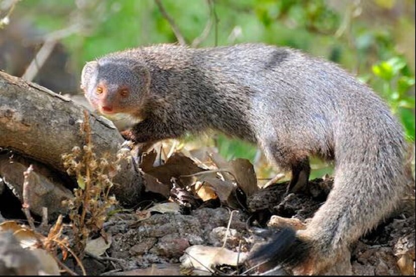 মানুষের ক্ষেত্রে যেমন বলা যায়, কোবরার ছোবল খাওয়ার আধ ঘণ্টার মধ্যে মানুষের মৃত্যু হতে পারে৷ তার কারণ সাপের বিষ দ্রুত মানুষের স্নায়ুতন্ত্রকে অকেজো করে দেয়৷ ফলে মস্তিষ্ক, স্নায়ু এবং শরীরের অন্যান্য অঙ্গ প্রত্যঙ্গ কয়েক মিনিটের মধ্যে কাজ করা বন্ধ হয়ে যায়৷
