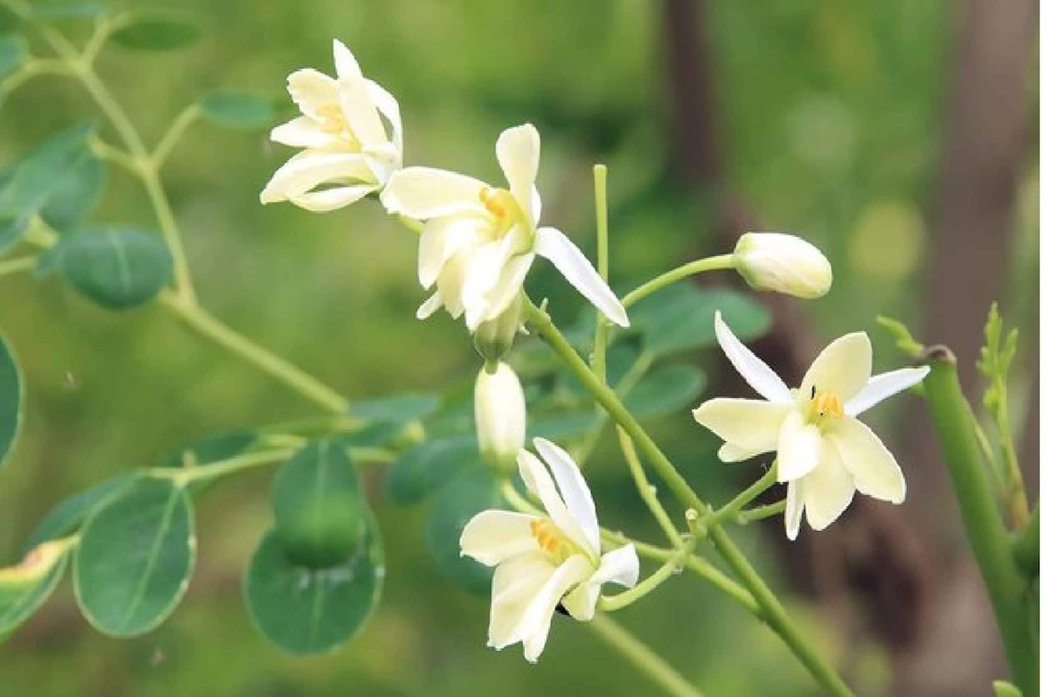 অনলাইনে কিনে গুঁড়ো খাচ্ছেন? ভুল...! এই পাতা একমাত্র কীভাবে খেলে জব্দ শীতের রোগ?