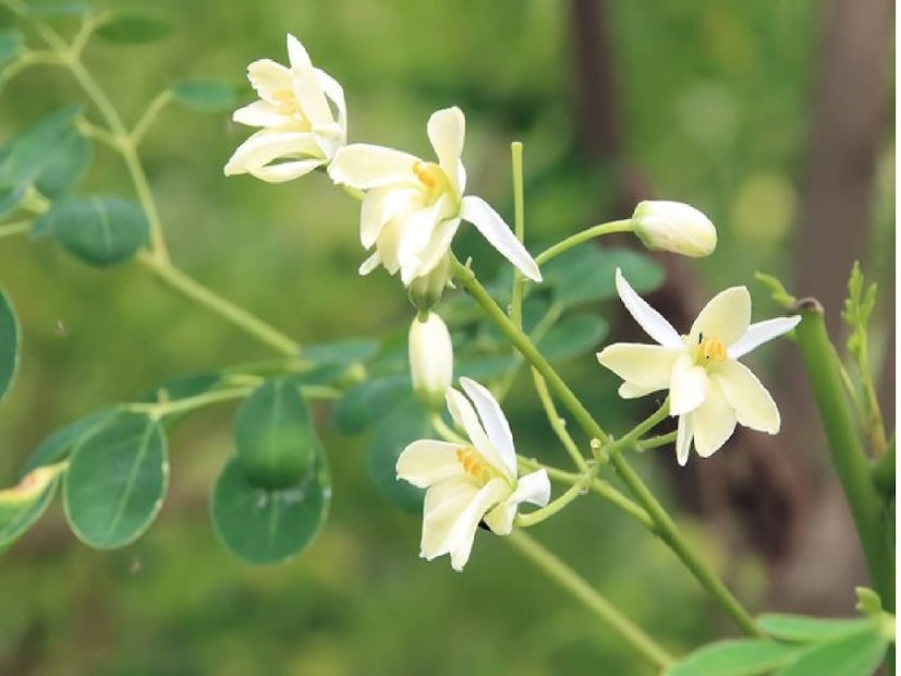 সজনে গাছে প্রয়োজনীয় অ্যামিনো অ্যাসিড, কার্বোহাইড্রেট, ফাইবার, ভিটামিন, খনিজ এবং ফাইটোনিউট্রিয়েন্ট সহ বিস্তৃত পুষ্টি এবং জৈব সক্রিয় যৌগ রয়েছে, যা এই উদ্ভিদটিকে নানা গুণে সমৃদ্ধ ও শক্তিশালী করে তুলেছে। উত্তর ভারত এবং পূর্ব আফ্রিকার স্থানীয়, আপনি এই অঞ্চলে দুটি সর্বাধিক জনপ্রিয় প্রজাতি খুঁজে পাবেন, যদিও মোট 13টি ভিন্ন প্রজাতি রয়েছে। 