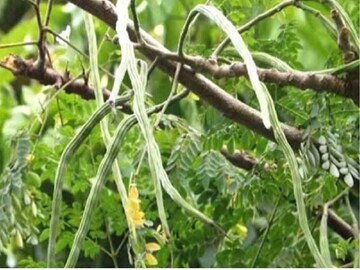 অনলাইনে কিনে গুঁড়ো খাচ্ছেন? ভুল...! এই পাতা একমাত্র কীভাবে খেলে জব্দ শীতের রোগ?