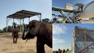 ‘বনতারা’-কেই তাঁরা হাতিগুলির জন্য উপযুক্ত স্থান হিসাবে বেছে নেন