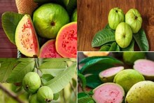 লোভ লাগলেও পেয়ারা ভুলেও খাবেন না এঁরা! জানুন কারা পেয়ারা খেলেই ঝাঁঝরা শরীর