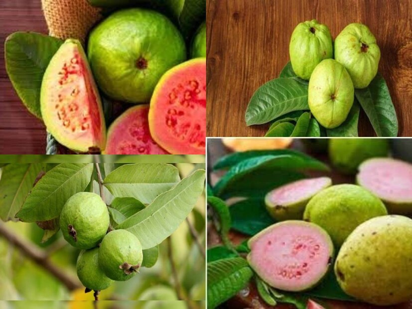 শীতকাল মানেই তাজা ফলে ভর্তি বাজার৷ এই মরশুমে ডাঁসা, মিষ্টি পেয়ারা খেতে খুব ভাল লাগে৷ শীত ও বর্ষা তো বটেই৷ পেয়ারা পাওয়া যায় বছরভরই৷ স্বাদের পাশাপাশি এই ফল গুণেরও আধার৷