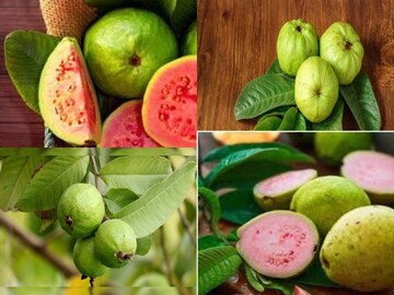 লোভ লাগলেও পেয়ারা ভুলেও খাবেন না এঁরা! জানুন কারা পেয়ারা খেলেই ঝাঁঝরা শরীর লোভ লাগলেও পেয়ারা ভুলেও খাবেন না এঁরা! জানুন কারা পেয়ারা খেলেই ঝাঁঝরা শরীর