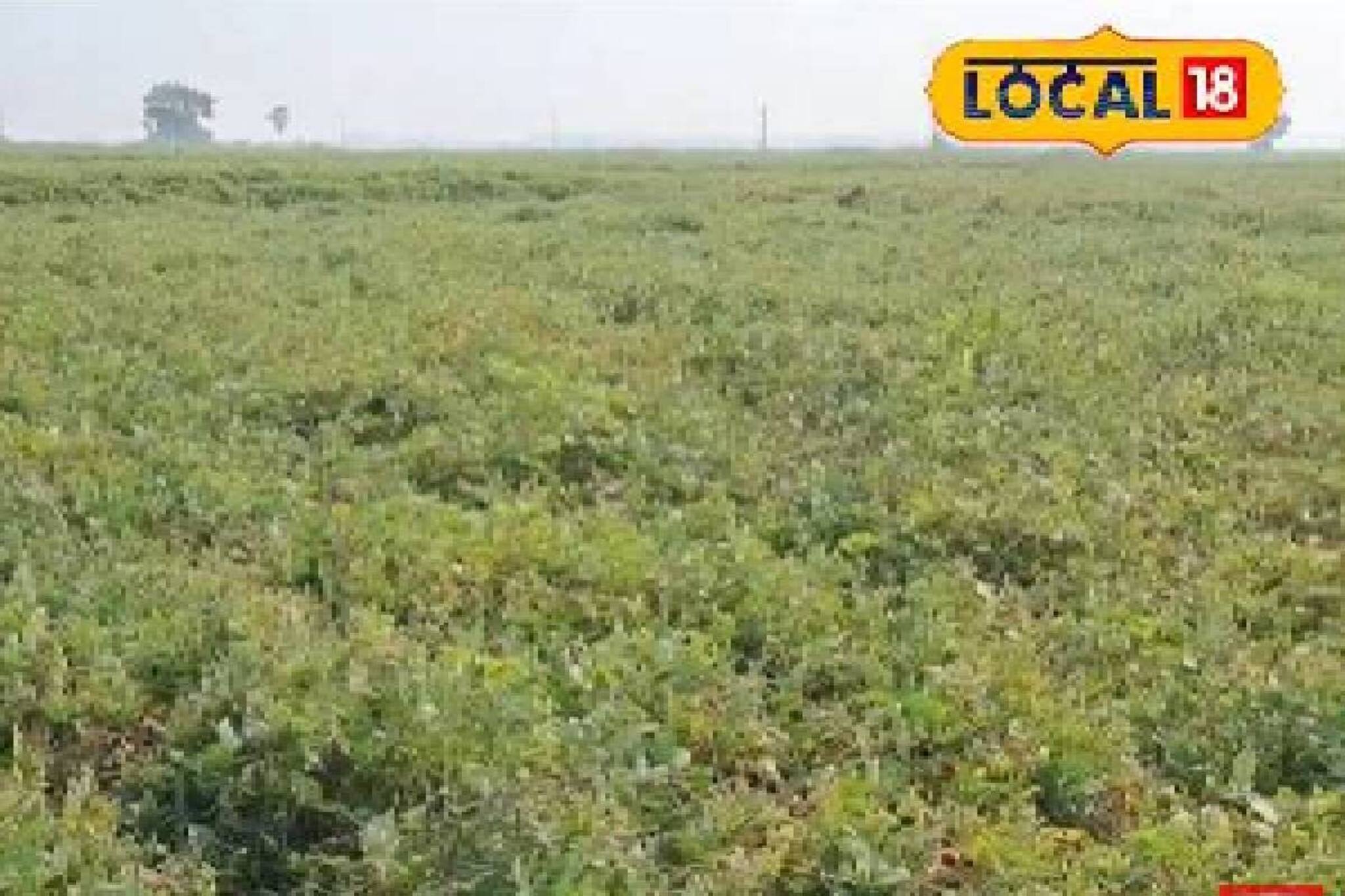 ধান নয়! বিকল্প হিসেবে মাসকলাই চাষ করছেন কৃষকরা