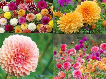 ডালিয়াগাছের গোড়ায় দিন ২ মুঠো! গুচ্ছ কুঁড়ি, থালার মতো থোকা থোকা ফুলে ভরবে গাছ