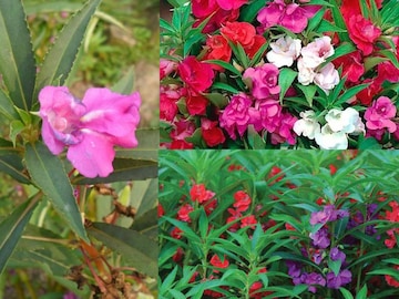 বেশি সারে ক্ষতি! ১ দিন পচাজলের কামাল! দোপাটিগাছে ফুলের ঢল! নানা রঙে ভরবে সাজি বেশি সারে ক্ষতি! ১ দিন পচাজলের কামাল! দোপাটিগাছে ফুলের ঢল! নানা রঙে ভরবে সাজি