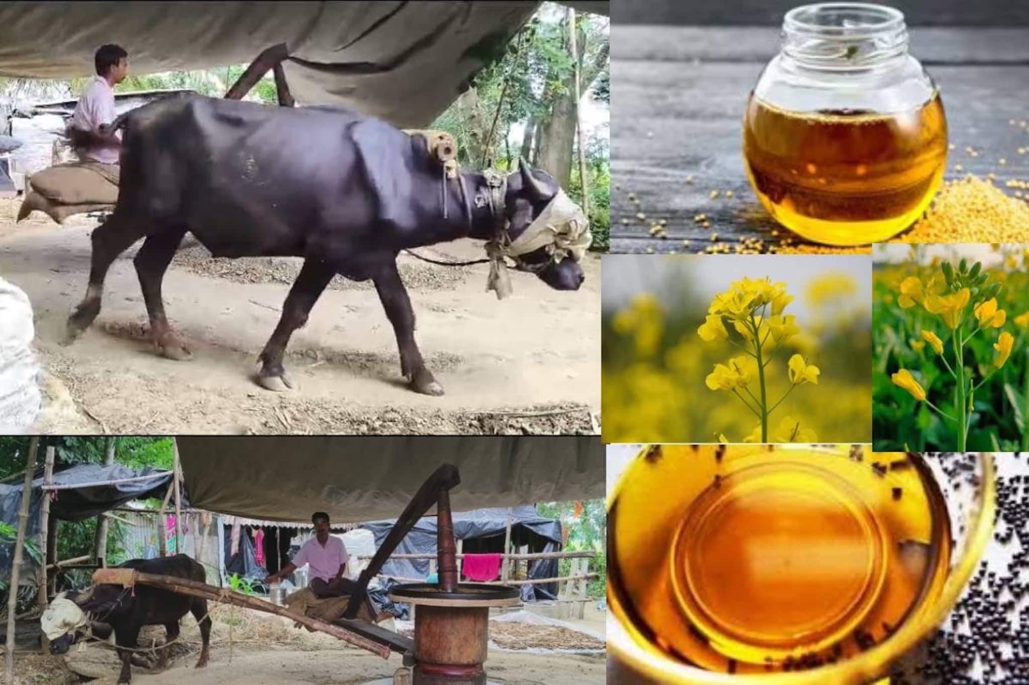 এই বাড়িতে এখনও ঘুরছে চোখ বাঁধা কলুর বলদ! কাঠের ঘানিতে সরষে পিষে বার করছে ঘন তেল