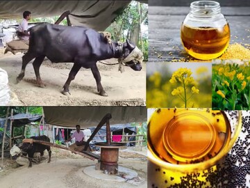 এই বাড়িতে এখনও ঘুরছে চোখ বাঁধা কলুর বলদ! কাঠের ঘানিতে সরষে পিষে বার করছে ঘন তেল