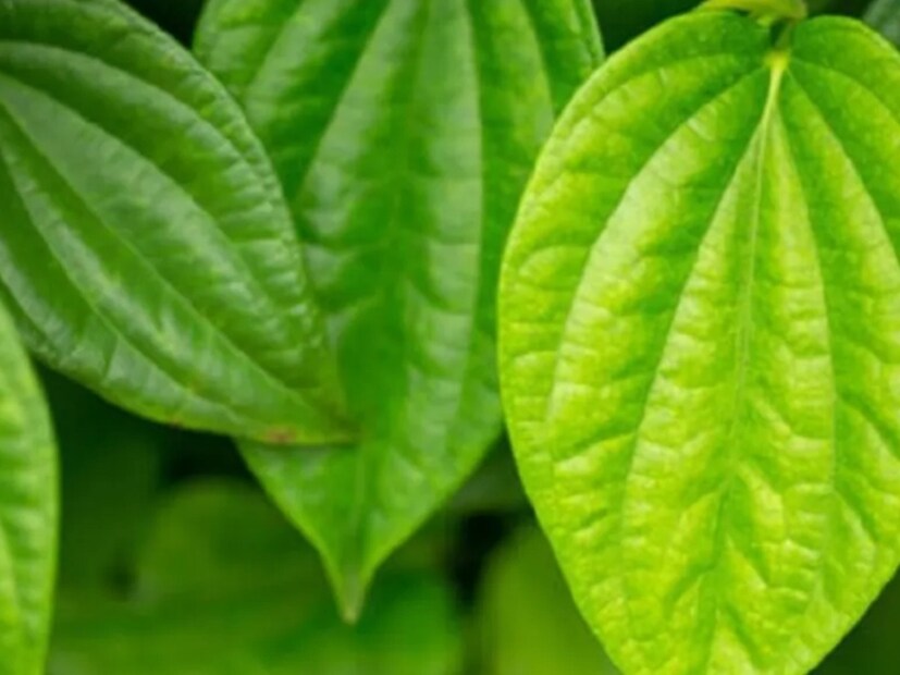 Benefits of Betel Leaves: আয়ুর্বেদে কিছু ছোট ছোট বিষয় রয়েছে, যেগুলি স্বাস্থ্যের জন্য অত্যন্ত উপযোগী। শুধু কি তা-ই, ওই ছোট ছোট জিনিসগুলিই কোনও রকম রোগ কাছে পর্যন্ত ঘেঁষতে দেবে না। আর সেই উপযোগী উপকরণগুলির মধ্যে অন্যতম হল পান পাতা। তবে আজকাল পান খাওয়ার চল একেবারেই কমে গিয়েছে। এই পাতার অলৌকিক গুণ সম্পর্কে কথা বললেন স্বয়ং সদগুরু। 