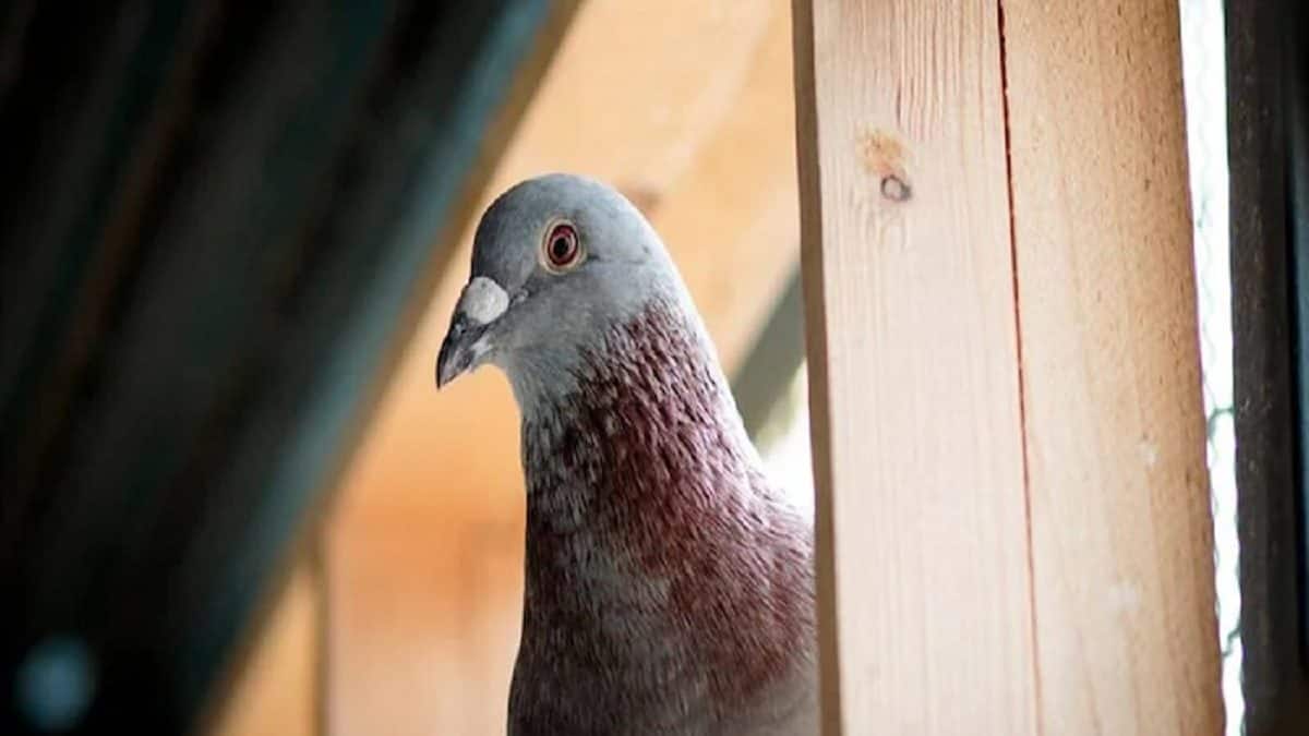 Vastu Tips for Pigeons at Home বাড়িতে পায়রা আসে-বাসা বাঁধে? কাঁড়ি ...